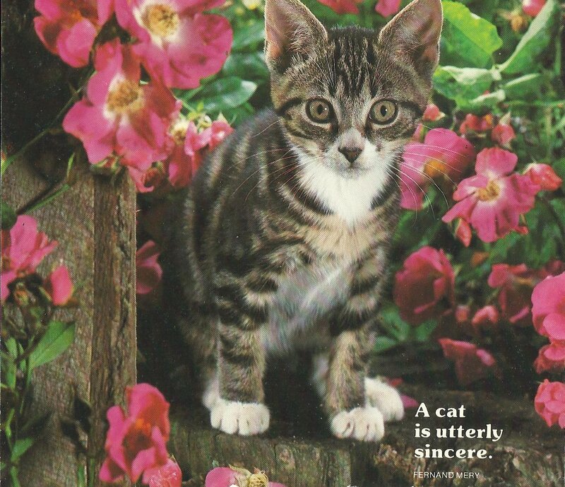Tabby Kitten in Flowers — Pink, Calm