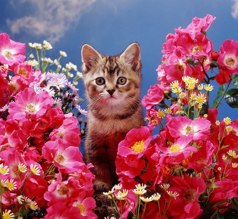Tabby Kitten in Flowers — Pink, Serene