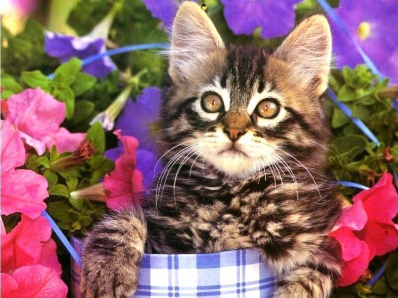 Tabby Kitten in Flowers — Pink