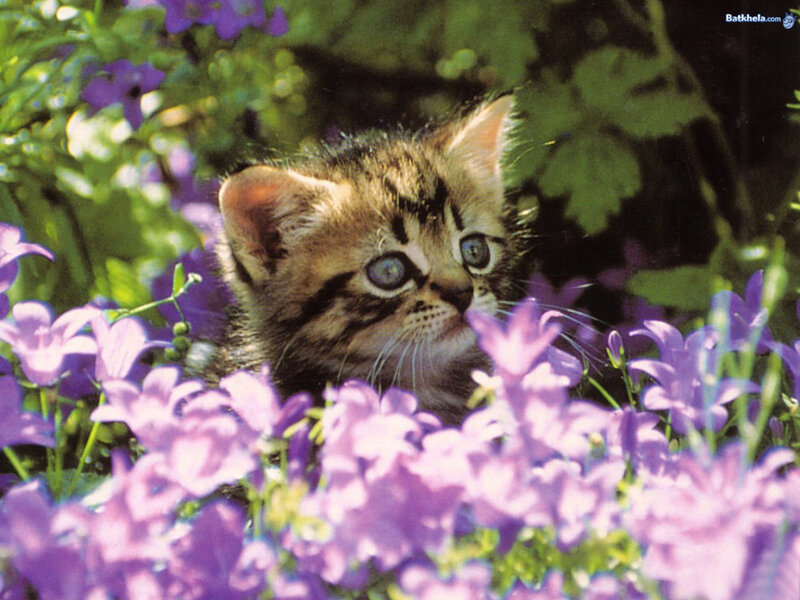 Tabby Kitten in Flowers