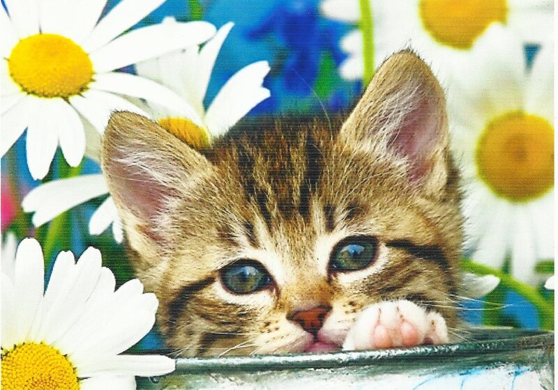 Tabby Kitten in Flowers — White, Calm, Photograph