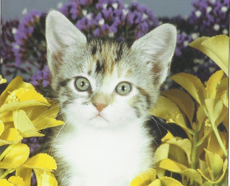 Tabby Kitten in Flowers — White, Calm