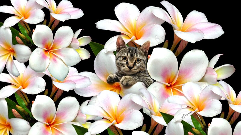 Tabby Kitten in Flowers — White, Serene