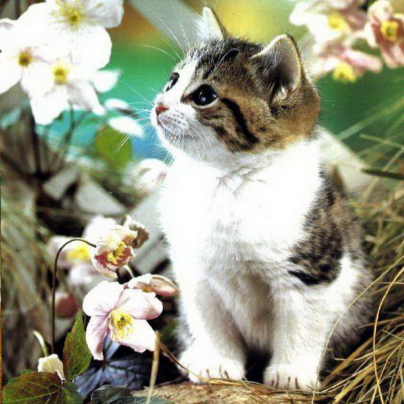 Tabby Kitten in Flowers — White