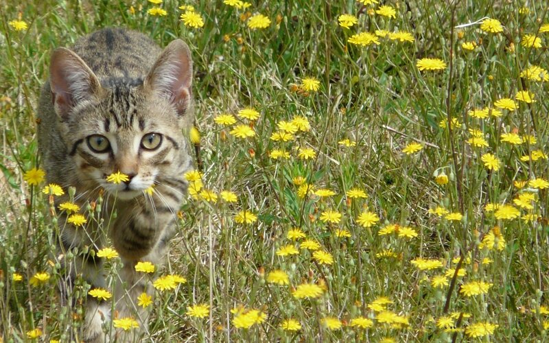 Tabby Kitten in Flowers — Yellow, Calm, Afternoon