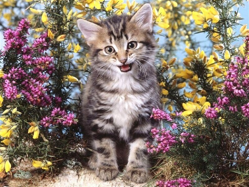 Tabby Kitten in Flowers — Yellow, Calm, Spring