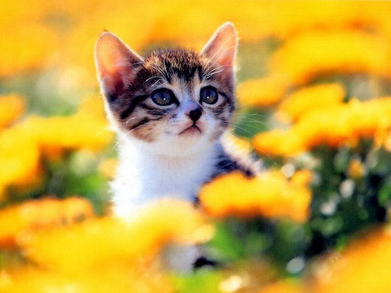 Tabby Kitten in Flowers — Yellow, Calm