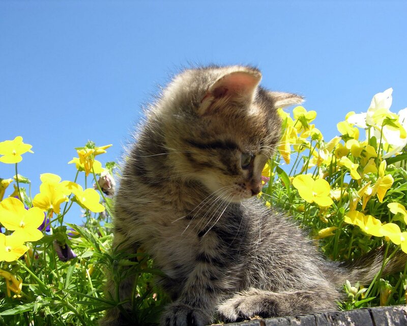 Tabby Kitten in Flowers — Yellow