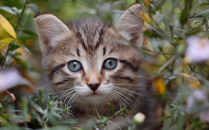 Tabby Kitten in Foliage — Brown