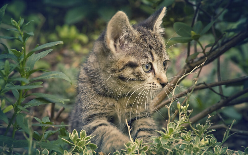 Tabby Kitten in Foliage
