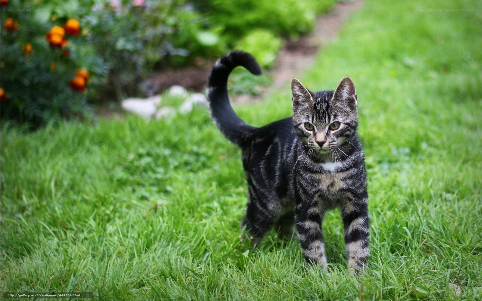 tabby kitten in garden