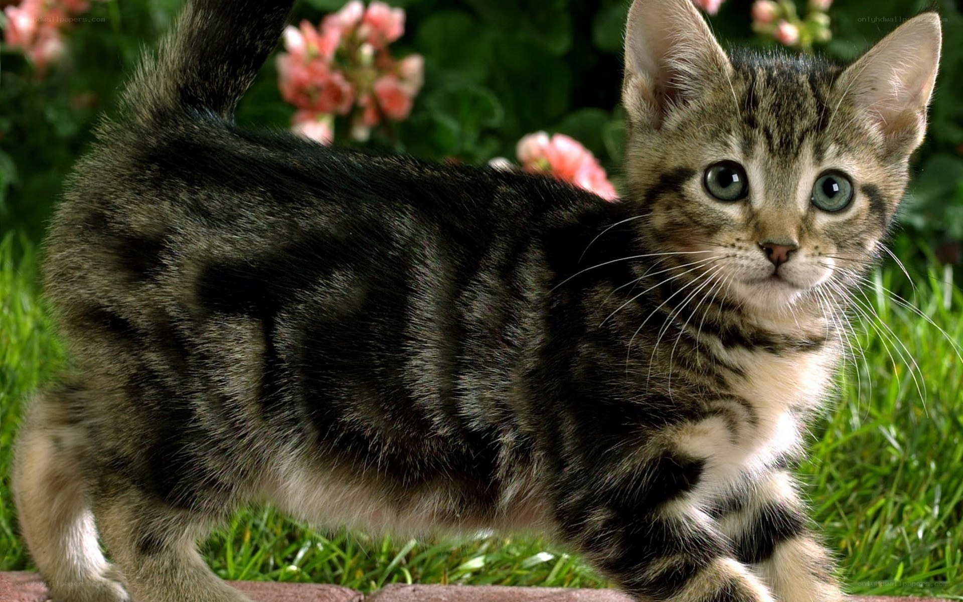 tabby kitten in garden