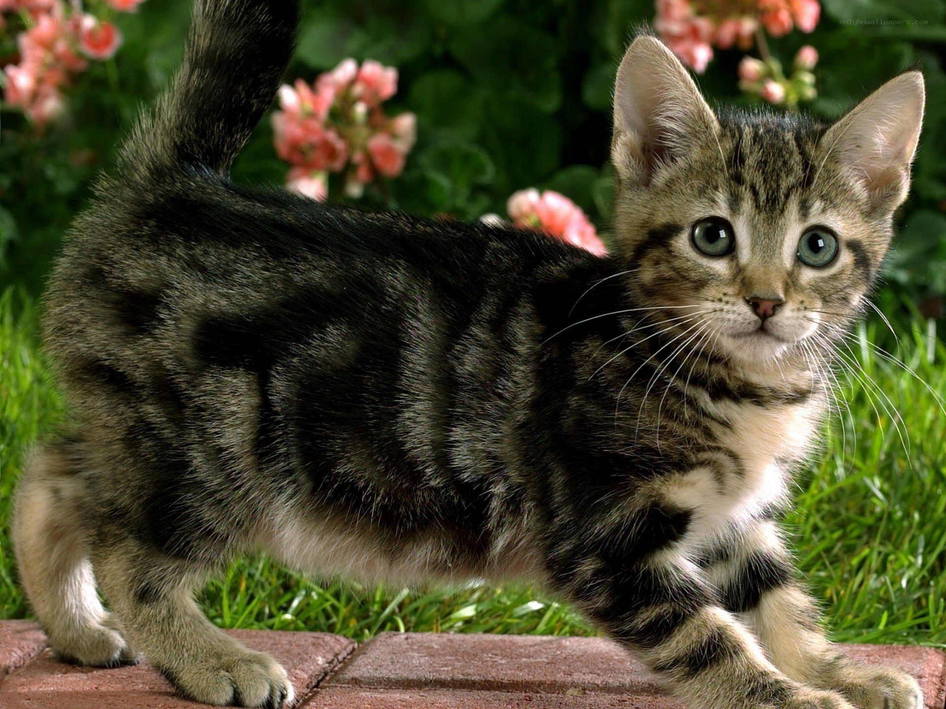 tabby kitten in garden