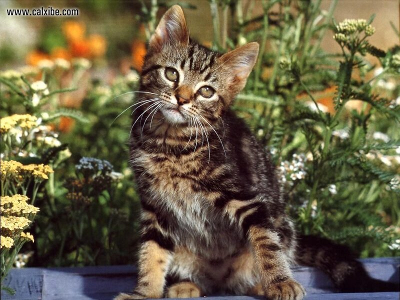 Tabby Kitten in Garden — Brown