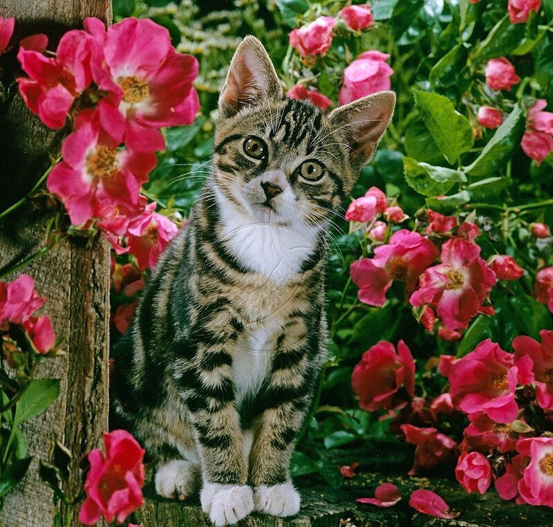 Tabby Kitten in Garden — Pink
