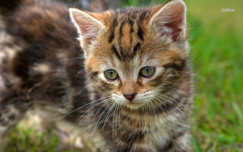 Tabby Kitten in Grass — Brown, Calm, Afternoon, Photograph