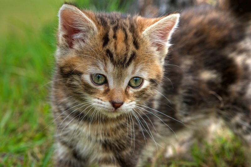 Tabby Kitten in Grass — Brown, Calm, Afternoon
