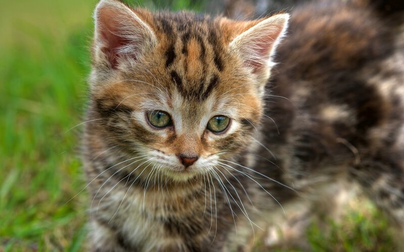 Tabby Kitten in Grass — Brown, Calm, Photograph
