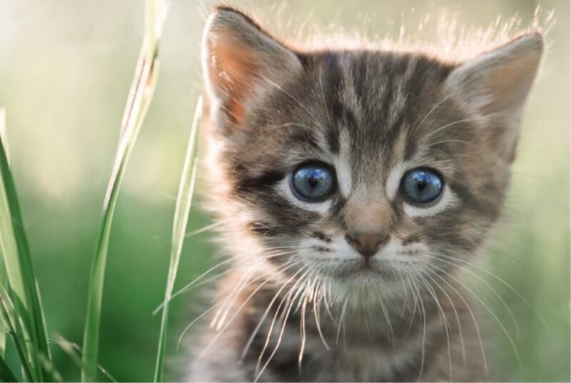Tabby Kitten in Grass — Brown, Calm
