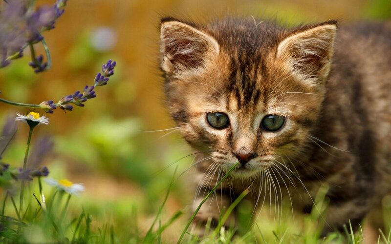 Tabby Kitten in Grass — Brown, Curious