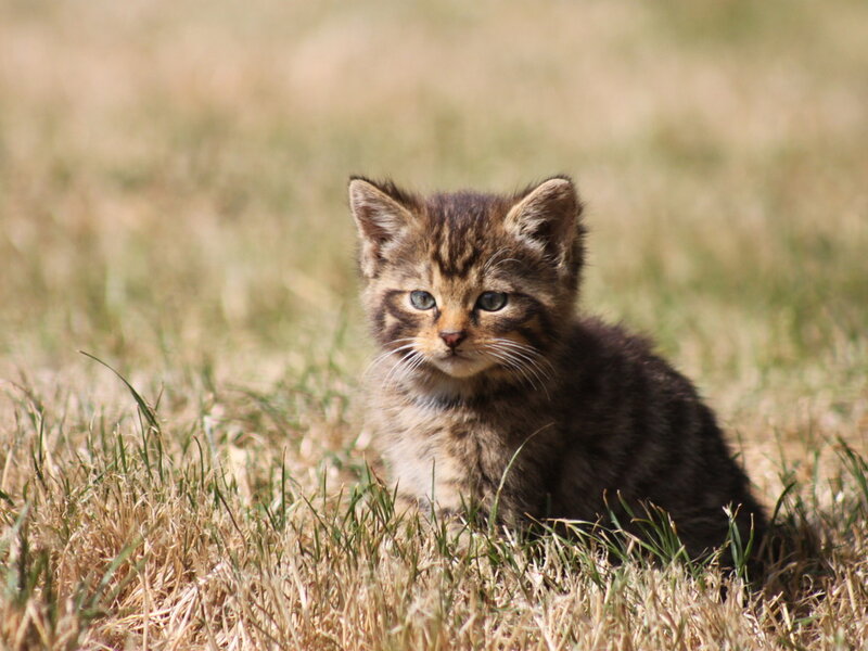 Tabby Kitten in Grass — Brown
