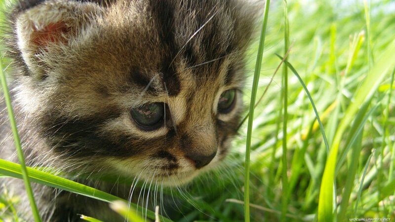 Tabby Kitten in Grass — Green, Brown