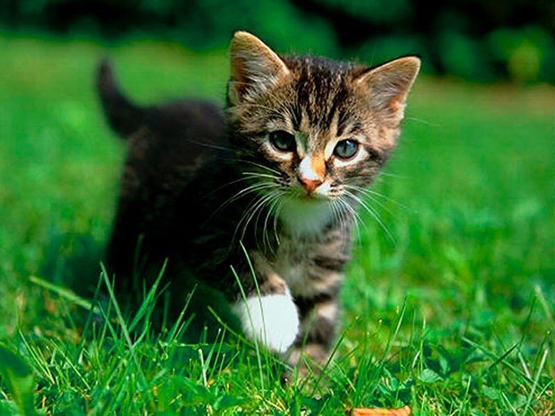 Tabby Kitten in Grass — Green, Calm, Afternoon, Photograph, Brown, White