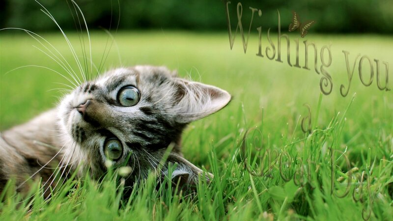 Tabby Kitten in Grass — Green, Calm, Afternoon, Photograph, Butterfly