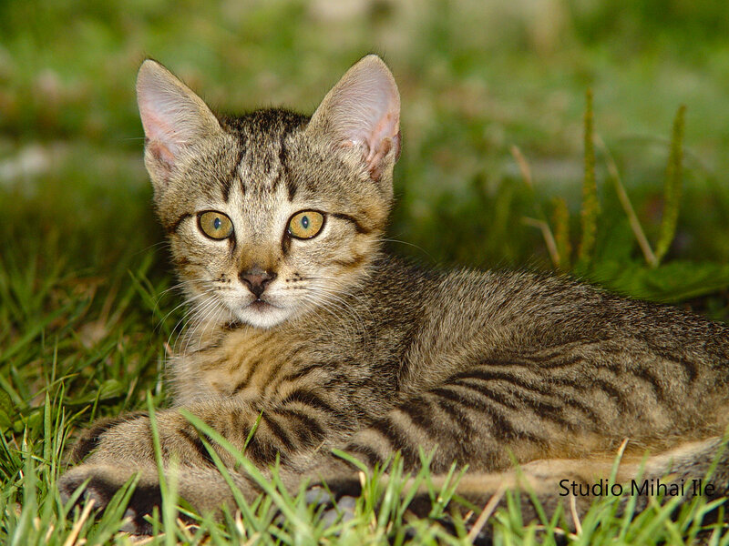 Tabby Kitten in Grass — Green, Calm, Afternoon, Photograph, Eyes