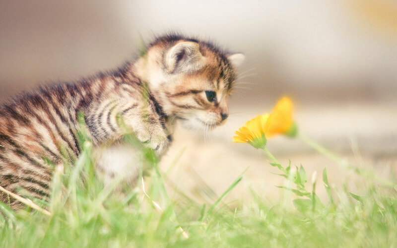 Tabby Kitten in Grass — Green, Calm, Afternoon, Photograph, Flower