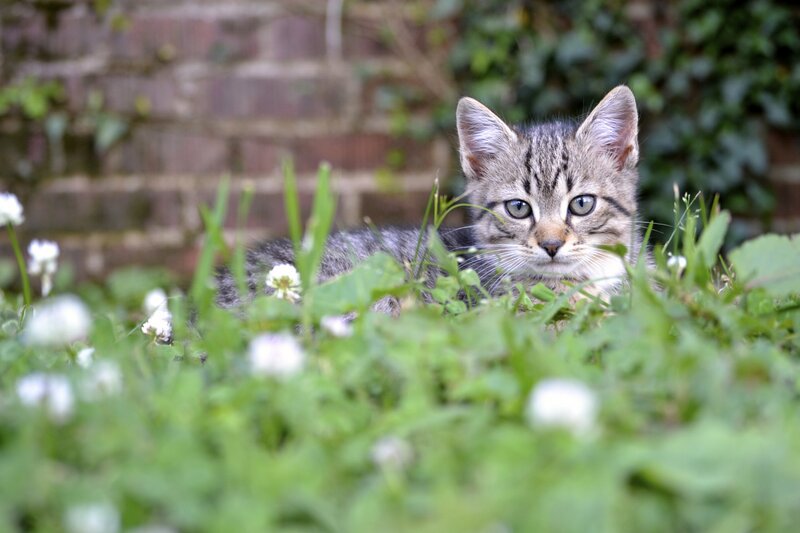Tabby Kitten in Grass — Green, Calm, Afternoon, Photograph, Flowers, Brick Wall