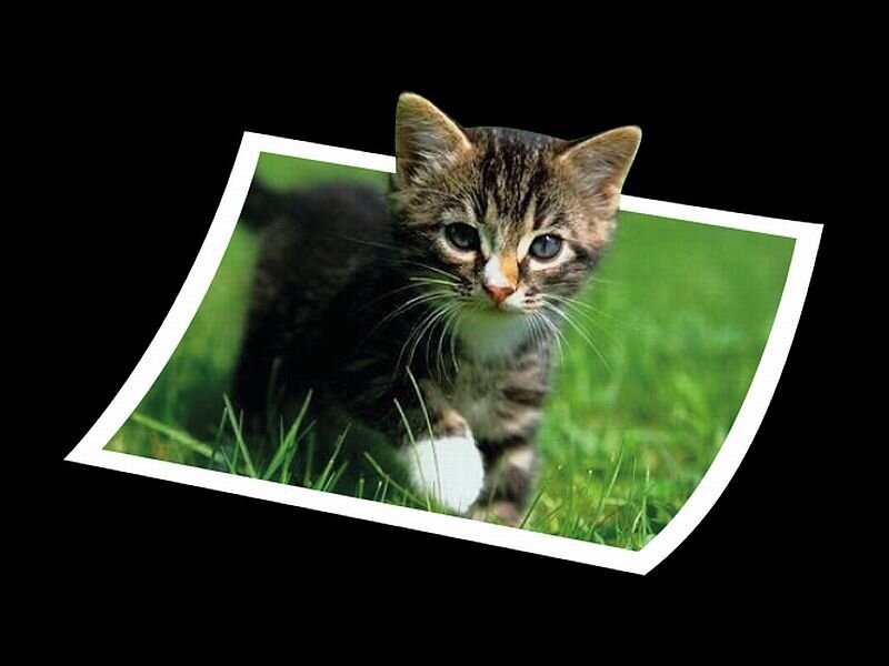 Tabby Kitten in Grass — Green, Calm, Afternoon, Photograph, Paw