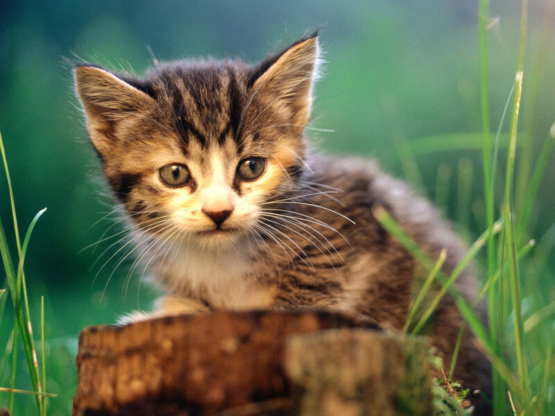 Tabby Kitten in Grass — Green, Calm, Afternoon, Photograph, Tree Stump