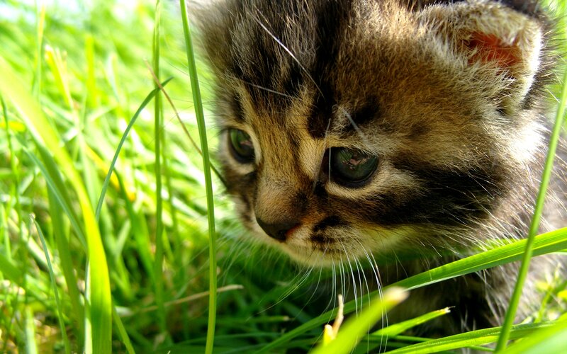Tabby Kitten in Grass — Green, Calm, Afternoon