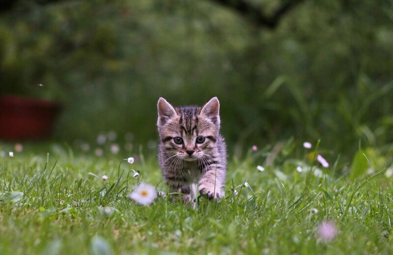 Tabby Kitten in Grass — Green, Calm, Morning, Photograph