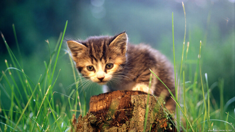Tabby Kitten in Grass — Green, Calm, Morning