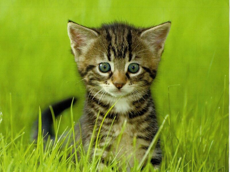 Tabby Kitten in Grass — Green, Calm, Photograph