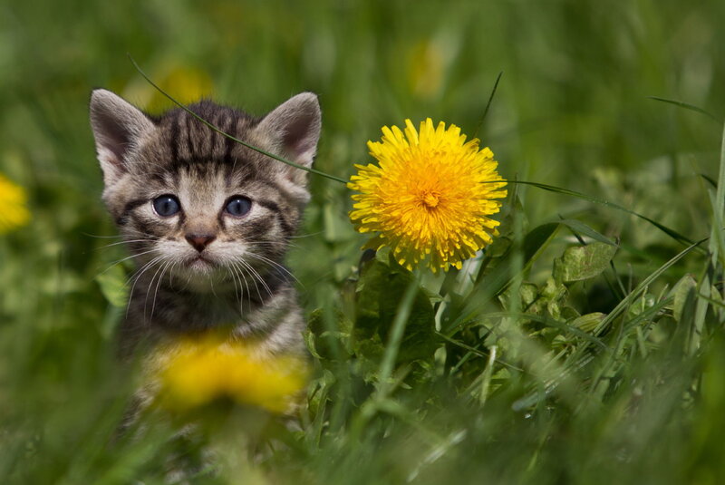 Tabby Kitten in Grass — Green, Calm, Spring, Photograph, Dandelion