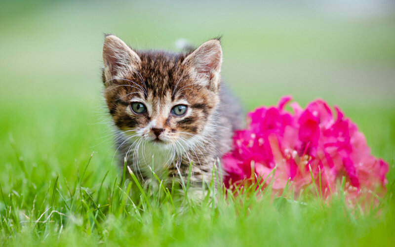 Tabby Kitten in Grass — Green, Calm, Spring, Photograph, Flower
