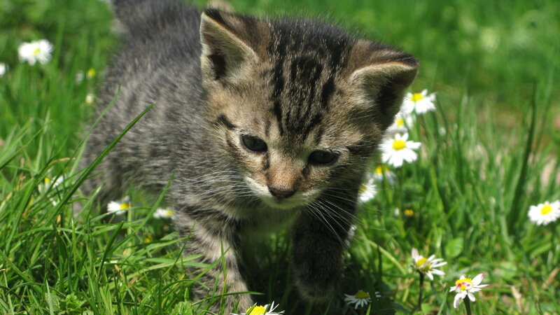 Tabby Kitten in Grass — Green, Calm, Spring, Photograph