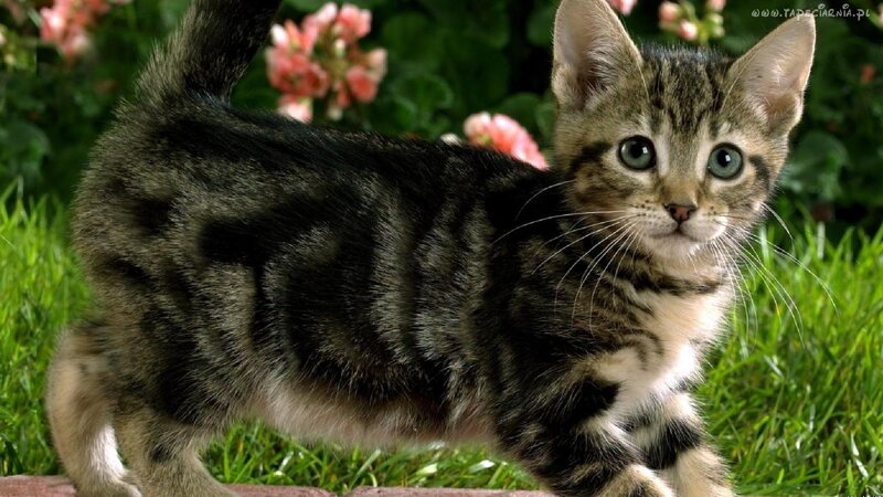 Tabby Kitten in Grass — Green, Calm, Spring