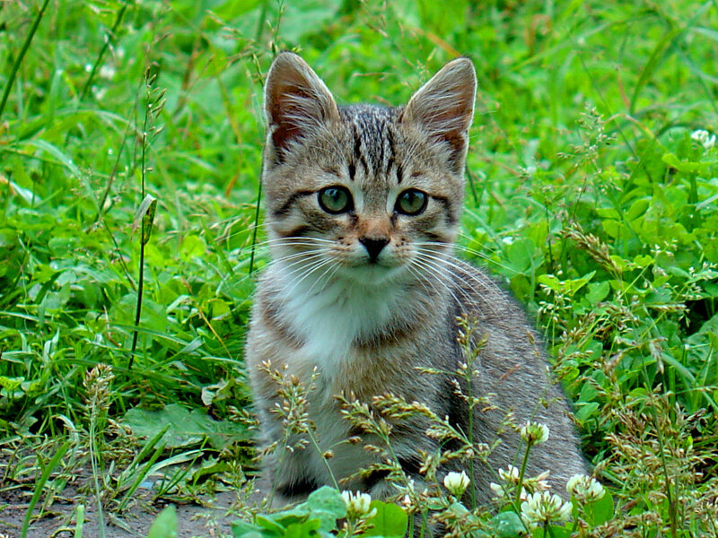 Tabby Kitten in Grass — Green, Calm, Summer