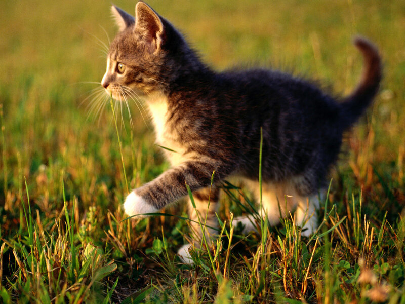 Tabby Kitten in Grass — Green, Calm, Sunset