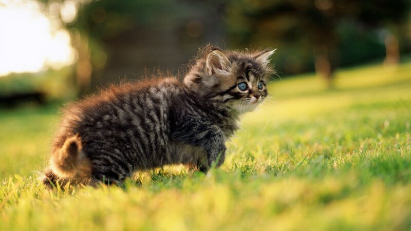 Tabby Kitten in Grass — Green, Calm