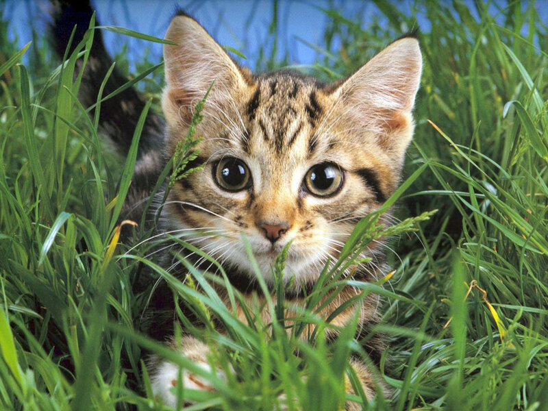 Tabby Kitten in Grass — Green, Curious, Afternoon, Photograph, Blue Sky