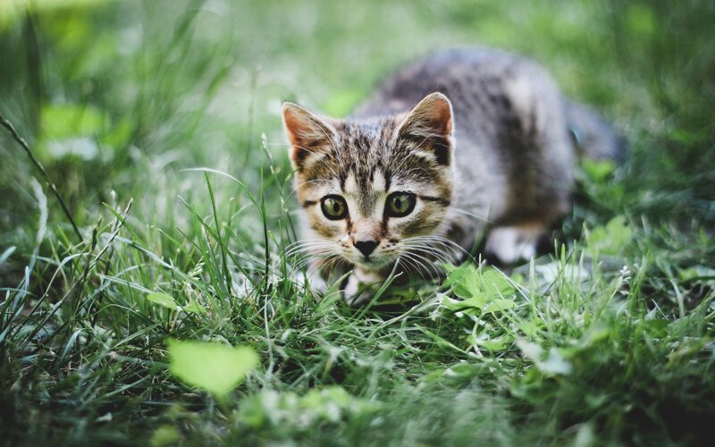 Tabby Kitten in Grass — Green, Curious, Afternoon, Photograph, Eyes, Whiskers