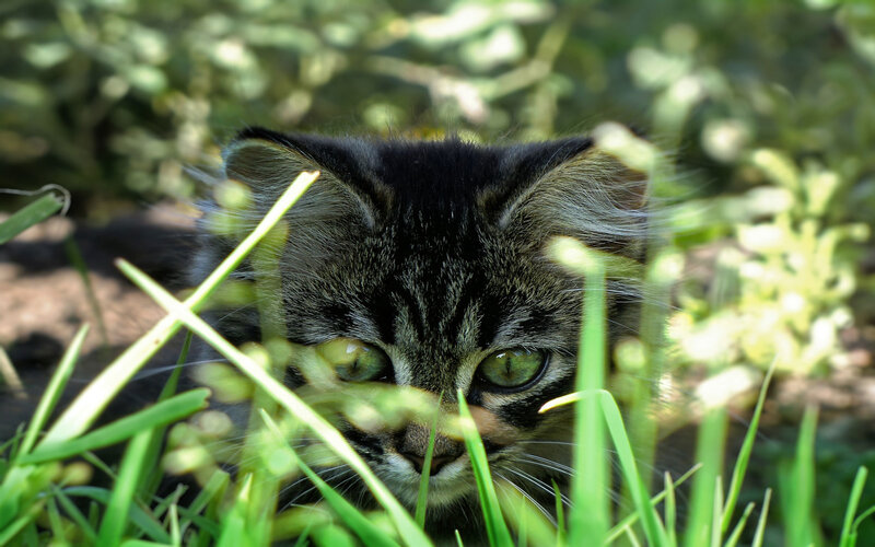Tabby Kitten in Grass — Green, Curious, Afternoon, Photograph