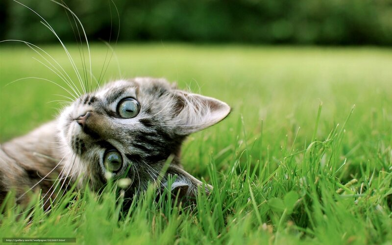 Tabby Kitten in Grass — Green, Curious, Afternoon, Photograph, Whiskers