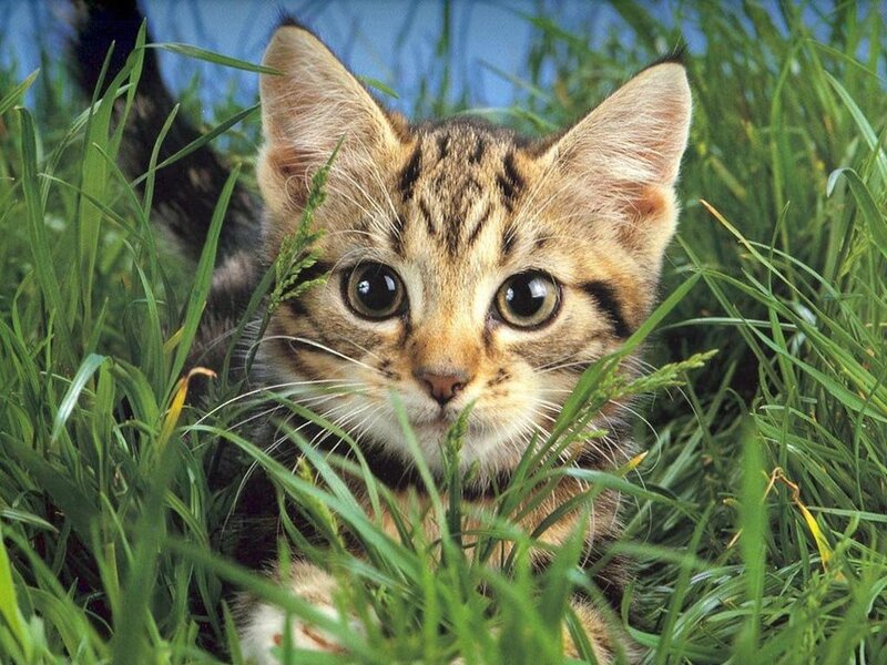 Tabby Kitten in Grass — Green, Curious, Afternoon