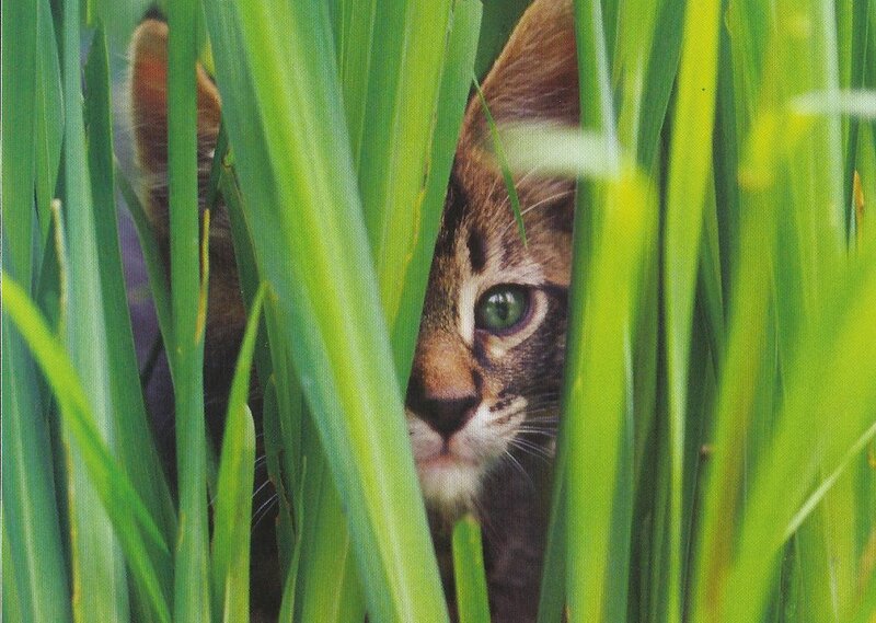 Tabby Kitten in Grass — Green, Curious, Photograph